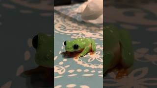 Black Eyed Tree Frog Learns to Use Cricket Bowl relaxing Frog Pets TreeFrog [upl. by Raf]