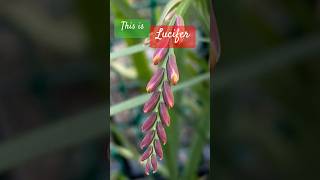 Crocosmia Lucifer plant perennials redflower goodfortuneplant [upl. by Serene]