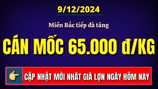 Giá heo hơi hôm nay 9122024 Miền Bắc tiếp đà tăng chạm mốc 65000 đồngkg [upl. by Yssis]