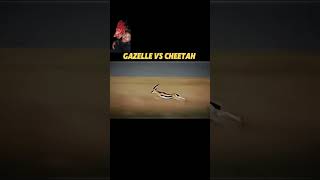 Cheetah Vs gazalen [upl. by Tima]