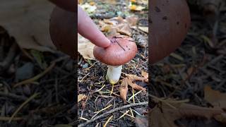 🍄‍🟫 Silly Suillus mushroom fungi [upl. by Yager]