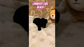 Cavapoo puppy girl black 🐩🐶🇪🇺😊 puppy cavapooworld cavapoo pets cavapoochon [upl. by Ribaudo]