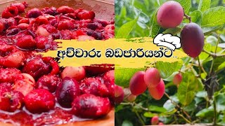 ජැම්සන් අච්චාරුවක් හැදුවා 😋  Delicious Jamson Achcharu  Indian Herbal Fruit food [upl. by Anairb833]