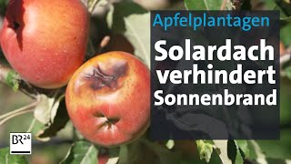 Wie Photovoltaikanlagen Sonnenbrand bei Obst verhindern können  Abendschau  BR24 [upl. by Eibbob256]