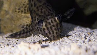 Featherfin Squeaker Catfish Synodontis Eupterus Profile Care Guide [upl. by Arrec]