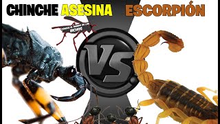 CHINCHE ASESINA VS ESCORPIÓN [upl. by Assirrak846]