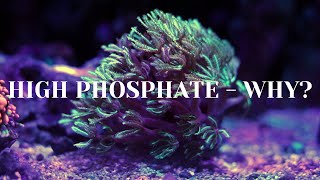 High Phosphates  Explained Why [upl. by Cayla428]