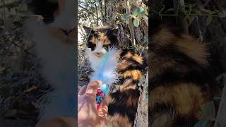 I Surprised My sleepy Friend Stray Cat with an Amazing Gift [upl. by Noguchi350]