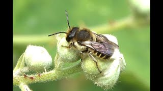 Tuinbladsnijder Megachile centuncularis mannetje [upl. by Fotzsyzrk489]