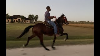 4yr old Keg Shod Mare in training Rosharon Tx [upl. by Cecilia198]