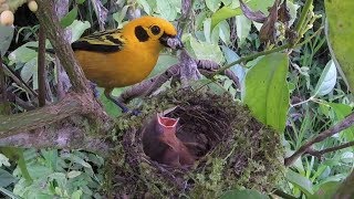 Breeding Birds of Tatamá  Colombia [upl. by Caron]