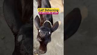 Disbudding a calf in 60 seconds dehorning calves shortvideo viral shorts [upl. by Belda]