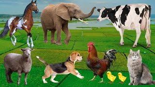 Lovely Animal Moments Cow Sheep Dog Cat Chicken Elephant  Animal Sounds [upl. by Honor]