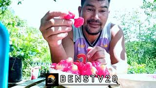 harvest and mukbang tambismacupa Benstv20 [upl. by Motteo156]