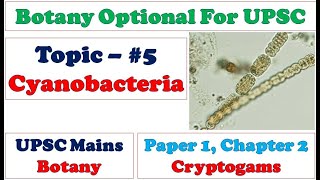 Structure and Reproduction in Cyanobacteria Blue Green Algae Prokaryotic Photosynthetic Bacteria [upl. by Meyers]