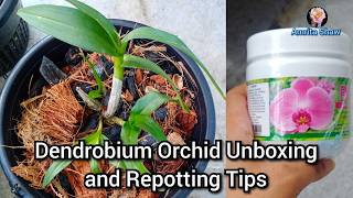 Repotting Orchids Tips and Tricks for success  The best orchid for Beginners amritashaw [upl. by Anitnuahs]