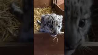 The voice of a brave snow leopard cub [upl. by Adekram788]