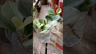 How to propagate Peperomia Obtusifolia plants plants gardeningtips shorts [upl. by Wampler]