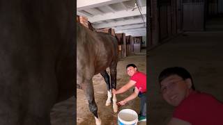 HORSE WASH AND CLEANING FOOTS equestrian horses mrbeast [upl. by Anaerda414]