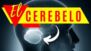 🧠EL CEREBELO funciones estructura enfermedades y lesiones  NEUROCIENCIA [upl. by Namyh823]