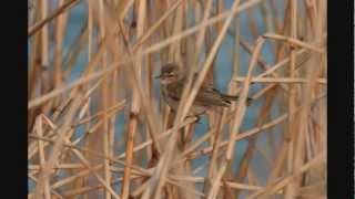 Song and call of Siberian Chiffchaff Phylloscopus collybita tristis with photos [upl. by Lemaj677]