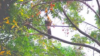 GREY GO AWAY BIRD Phantom of the forest africanwildlife PraveenGowdru [upl. by Yelnikcm]