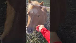 Pony and horse in Gotland [upl. by Philipp955]