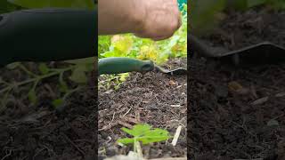 Keeping on top of these weeds shorts allotment gardening [upl. by Devi]