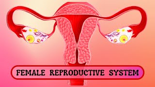 Exploring The Female Reproductive System I Reproduction in Animals I KCSE Form 3 [upl. by Elrahc]