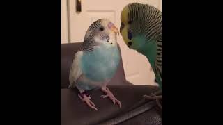 Funny Budgie Talking To Its Baby [upl. by Landbert420]