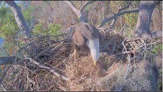 KNF Kistachie Nest Cam E3  Female Eagle Buries Eggs w Nesting 😲 Alex Uncovers Them 121123 [upl. by Alejandro783]