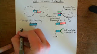 Cell Adhesion Molecules Part 1 [upl. by Harwell]