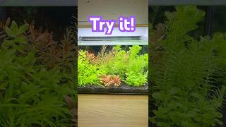 EPIC Planted Nano Tank No filter no CO2 no problem [upl. by Alliuqet]