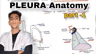 Pleura Anatomy part 1 Thorax Anatomy [upl. by Minica]