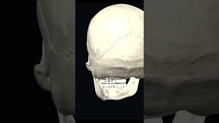 Czaszka człowieka anatomia anatomy medycyna [upl. by Mulloy]