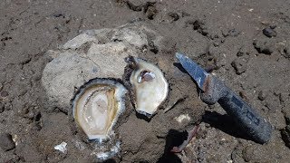 How To Find and Eat Oysters [upl. by Aljan931]