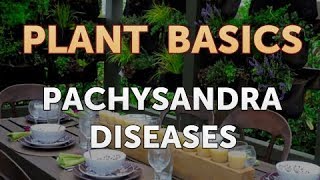 Pachysandra Diseases [upl. by Idnarb63]