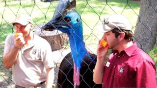 Cassowary vs Zookeeper Peach Eating Contest [upl. by Nosdrahcir]