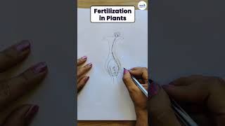 How to Draw Diagram of Fertilization in Plants  Shorts  Infinity Learn [upl. by Etterb]