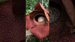 Rafflesia flower 🌸 facts flowers education cr7 ytshorts shortsviral [upl. by Etnoj919]