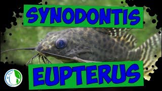 SYNODONTIS EUPTERUS  FEATHER FIN SQUEAKER [upl. by Nagol131]