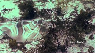 Eastern Fiddler Ray Trygonorrhina fasciata [upl. by Prudie]