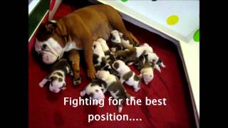 12 English Bulldog Puppies 2 weeks old Englische Bulldog Welpen [upl. by Ttenna273]