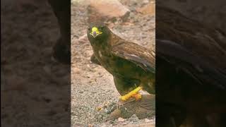 Bird Of Paradise Courtship Spectacle  Planet Earth  BBC Earth [upl. by Anel]