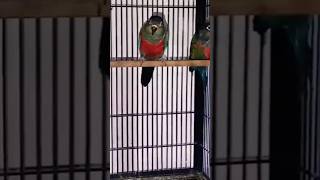 Red Crimson Conure Pair parrot lovebirds viralshort cute youtubeshorts trendingshortspets [upl. by Gnos]