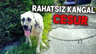 RAHATSIZ KANGAL CESUR İLE ORMAN TURU  yasak bölge [upl. by Zetana]