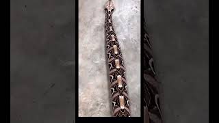 gaboon viper so beautiful 😍 goviral wildlife gaboonviper junglesafari southafrica india [upl. by Anah]