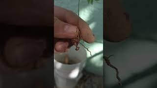 How to Propagate Curry Leaf Plant by root suckers Very Easy And Fast Method [upl. by Annehsat]