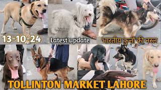 Dogs Market Sunday 131024 latest updates tollinton market lahore Price drop [upl. by Eckel]