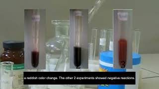 Lactic Acid Production by Lactobacillus fermentum [upl. by Helge]